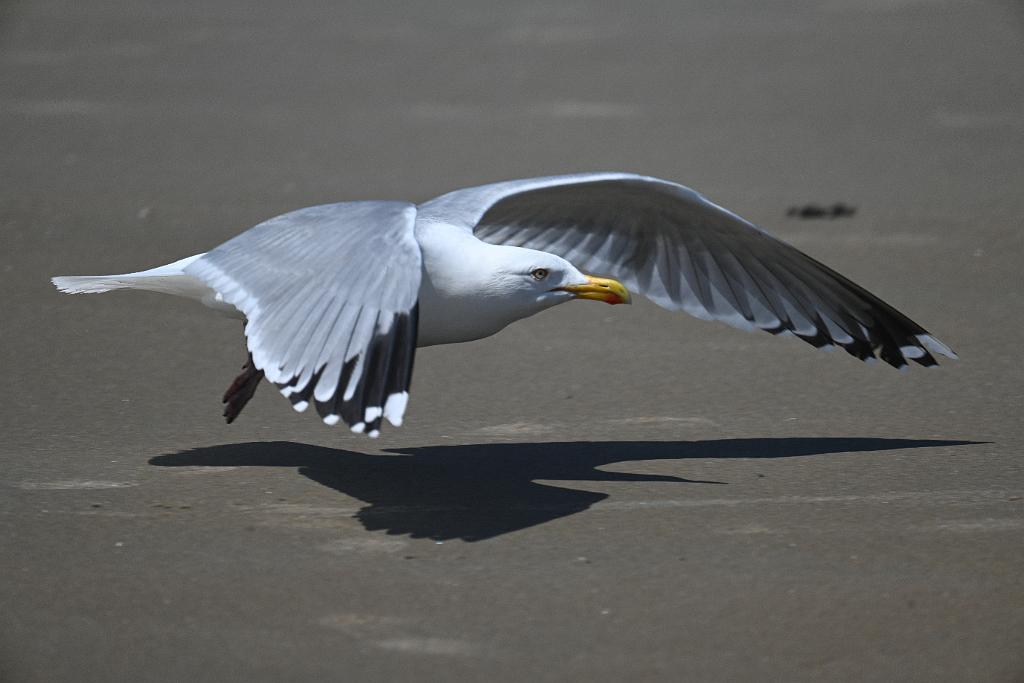 Gull, Herring, 2025-05037346 Parker River NWR, MA.JPG - Herring Gull in flight. Parker River National Wildlife Refuge, MA, 5-3-2025